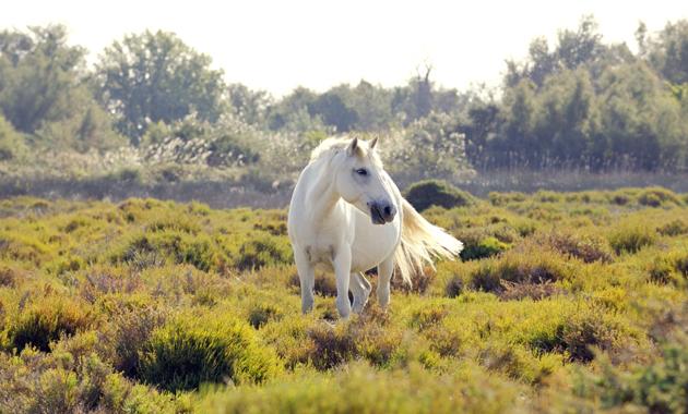 Witte paarden, die vrij rondlopen